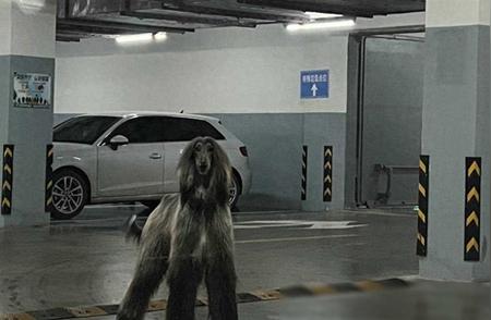 杭州车库惊险一幕：巨型阿富汗猎犬惊扰一家三口