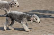 贝灵顿绠犬：身价过万，青岛海滩的明星犬种