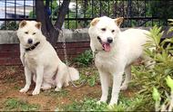 揭秘韩国国宝犬种：珍岛犬的传奇故事