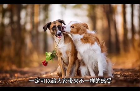 探秘各种宠物犬品种：发现你的最爱