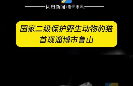 淄博市鲁山惊现国家二级保护野生动物豹猫