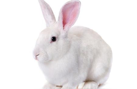 揭秘兔子智商：农民眼中的智慧生物