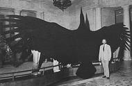 揭秘阿根廷巨鹰：世界上最大的鸟类之一