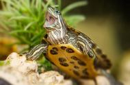 养龟秘籍大公开：这5点决定爱龟的幸福与健康