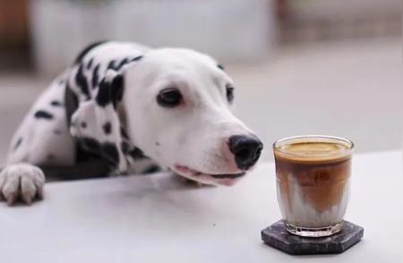探索宠物友好咖啡品牌：为宠物爱好者精选七家
