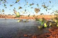 澳大利亚惊现壮观虎皮鹦鹉群飞，震撼场面令人叹为观止