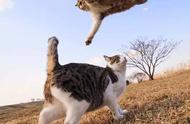 揭秘猫咪惊人弹跳力：基因与训练的双重作用