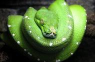 探索宠物蛇的世界：品种、养护与乐趣