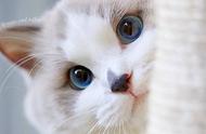布偶猫的魅力：一种优雅与温柔并存的存在