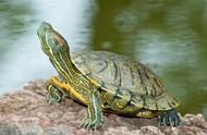 揭秘：世界上寿命最长的乌龟，它们如何超越普通乌龟的寿命？