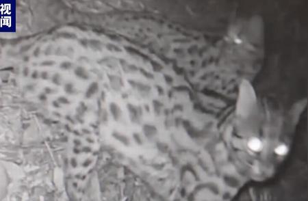 揭秘浙江保护区！三只豹猫罕见同框，快来一睹风采！