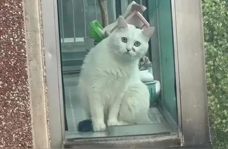 探索宠物猫的魅力：从阳台视角的惊喜