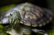 小巴西龟冬眠全攻略：如何安全过冬？