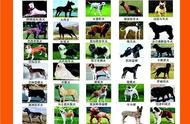 河南发布禁养犬种名单：50类犬种被禁止饲养！