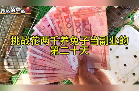 垂耳兔产前准备全攻略：新手必备知识