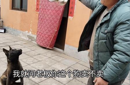 探索马犬的魅力：为什么5个月大的马犬如此吸引人？