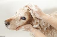 探秘宠物店：狗狗洗澡费用知多少？
