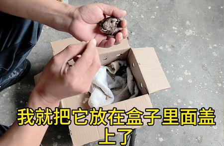 探究八哥不亲人的奥秘