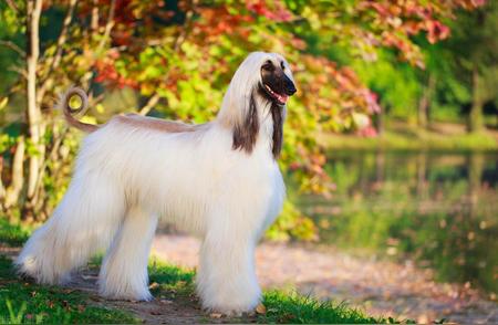 阿富汗猎犬：古老而优雅的犬种，你值得拥有