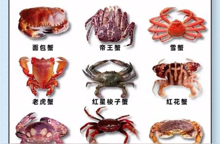 1. 探秘螃蟹王国：常见螃蟹种类全解析