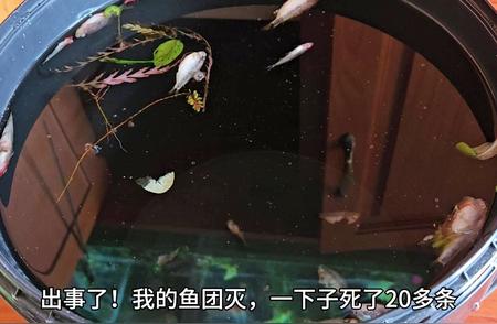 水族危机：霓虹灯病来袭，如何保护你的鱼儿？