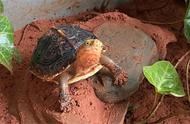黄缘闭壳龟：阳光下的必备日常