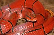 探索八种令人惊艳的美丽宠物蛇