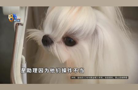 马尔济斯犬产后异常：专家解读与解决方案