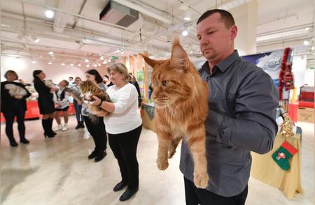 白俄罗斯国际猫展：探索猫咪的奇妙世界