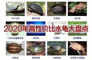 2020年热门水龟品种推荐