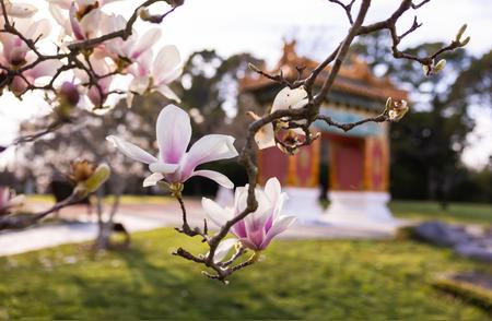 北京花园玉兰花开：春天的浪漫与诗意