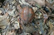 广州从化惊现珍稀陆龟，十二锯齿龟壳引关注
