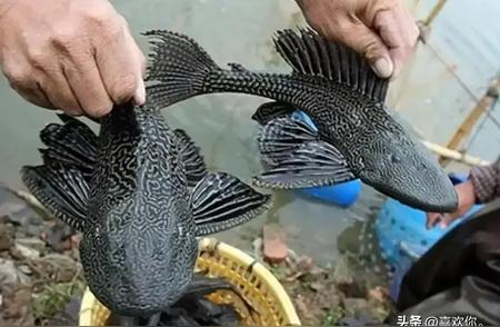印度神奇现象：垃圾鱼清道夫变身美食界的宠儿