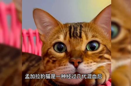 孟加拉豹猫：外表华丽，性格温顺，你的理想宠物选择