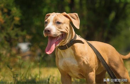 比特犬：斗兽场霸主的力量与荣耀