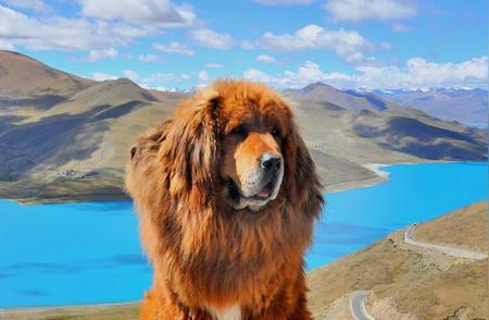 探索珍贵犬种：从藏獒到边境牧羊犬的稀有魅力