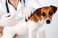 揭秘宠物医疗行业：为何急需规范？