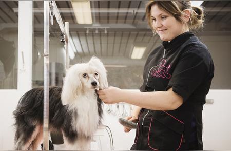 揭秘宠物美容师报考条件与报名流程