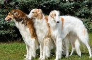 全球跑得最快的23种狗狗品种大盘点（二）