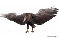 探索史前生物：阿根廷巨鹰的传奇故事