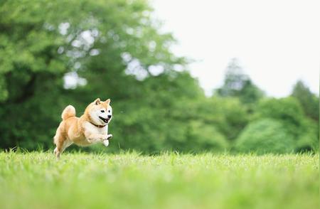 揭秘宠物培训市场：内卷现象与应对之道