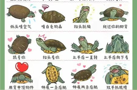 揭秘龟龟世界：解读龟言龟语，与你的宠物龟建立更深的联系