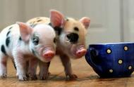 探索茶杯猪的魅力：迷你宠物的独特之处