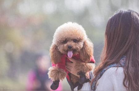 揭秘纯种泰迪犬品种鉴别技巧，让你轻松成为犬类专家！