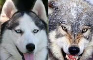 探究二哈与狼基因高度相似，性格却大相径庭的奥秘
