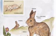 小兔子的独特性格：爱吃好斗的一面