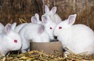 揭秘兔子寿命：养殖用途是关键