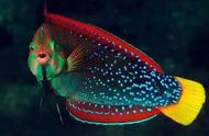 70种罕见珍贵鱼类：一场视觉盛宴