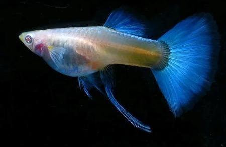 孔雀鱼的独特生殖方式揭秘