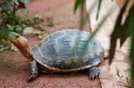 黄缘闭壳龟的喂食指南：成为饲主的必修课